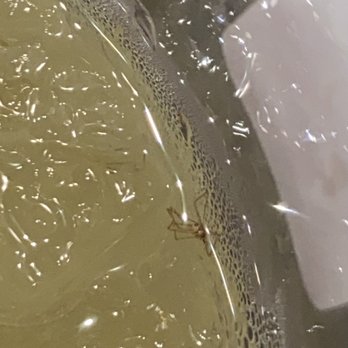 Plaza Azteca - Sicklerville - Bugs in my drink - Mexican Near Me - Sicklerville, New Jersey Plaza Azteca - Sicklerville - Bugs in my drink - Mexican Near Me - Sicklerville, New Jersey