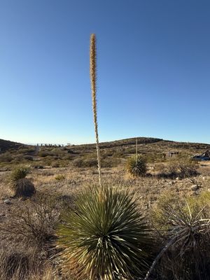 Franklin Mountains State Park by null