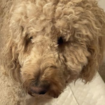 Paw Tails NC - His face. Uneven all over and straggly. - Pet Groomers Near Me Paw Tails NC - His face. Uneven all over and straggly. - Pet Groomers Near Me