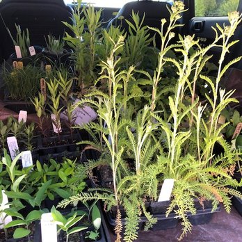 Prairie Restorations - My haul of native plants. - Nurseries & Gardening Near Me - Princeton, Minnesota Prairie Restorations - My haul of native plants. - Nurseries & Gardening Near Me - Princeton, Minnesota