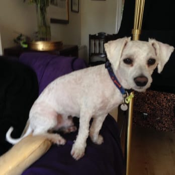 Glamour Pooch - Do you recognise this as a bichon frise? - Pet Groomers Near Me - Edinburgh, EDH