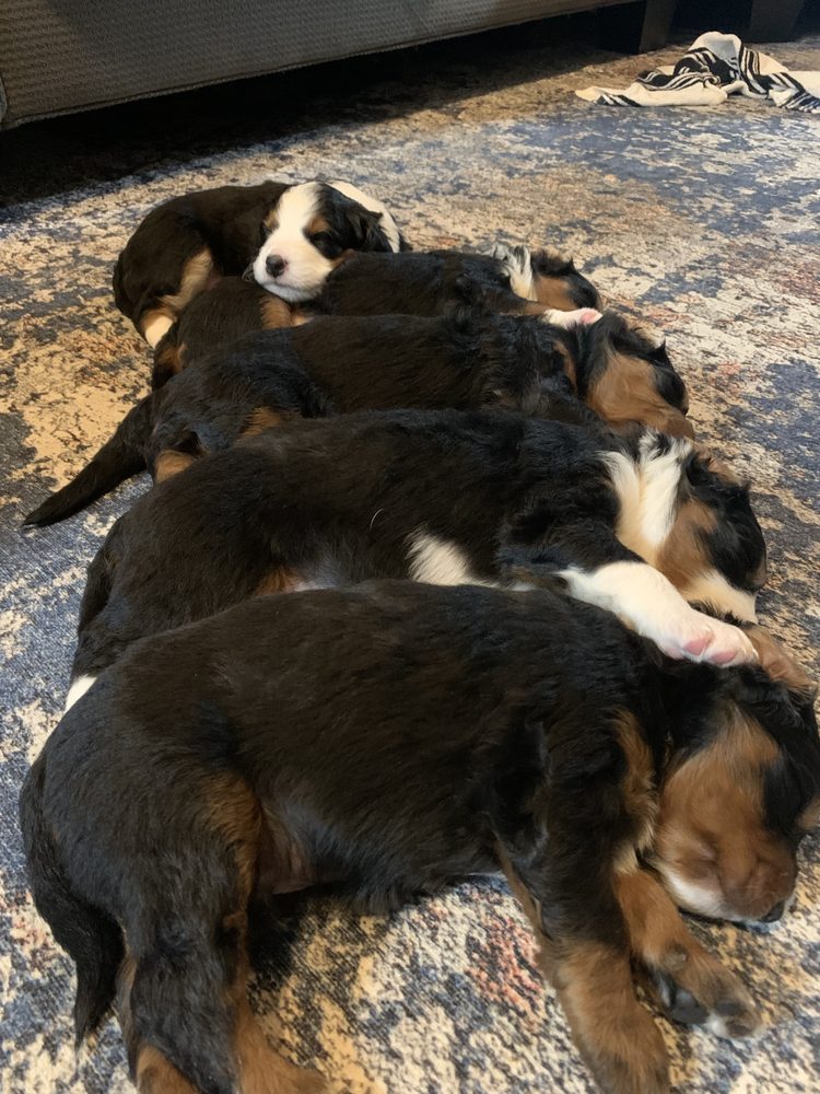 REECES PIECES PUPS Request Information Coos Bay, Oregon Pet Breeders Phone Number Yelp