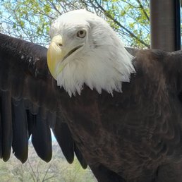Eagle Eagle