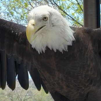 Verde Canyon Railroad - Eagle - Tours Near Me - Clarkdale, Arizona Verde Canyon Railroad - Eagle - Tours Near Me - Clarkdale, Arizona