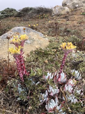 Salt Point State Park by null