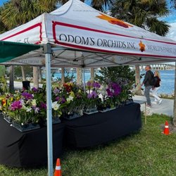 Odom's Orchids