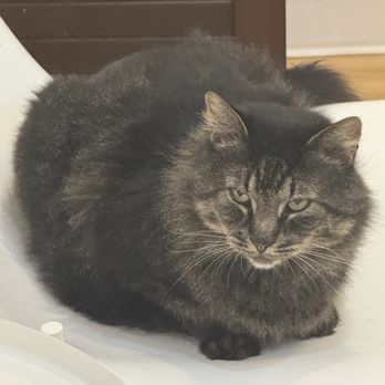 Mew Haven Cat Cafe - Pet Adoption Near Me - New Haven, Connecticut