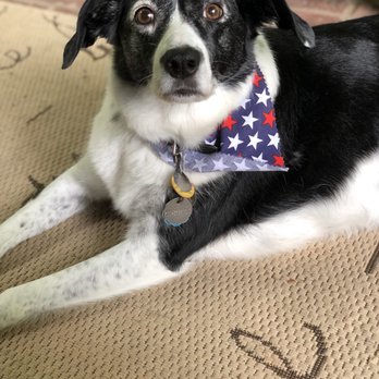Dog-Gone-Beautiful - Pet Groomers Near Me - Charlotte, North Carolina