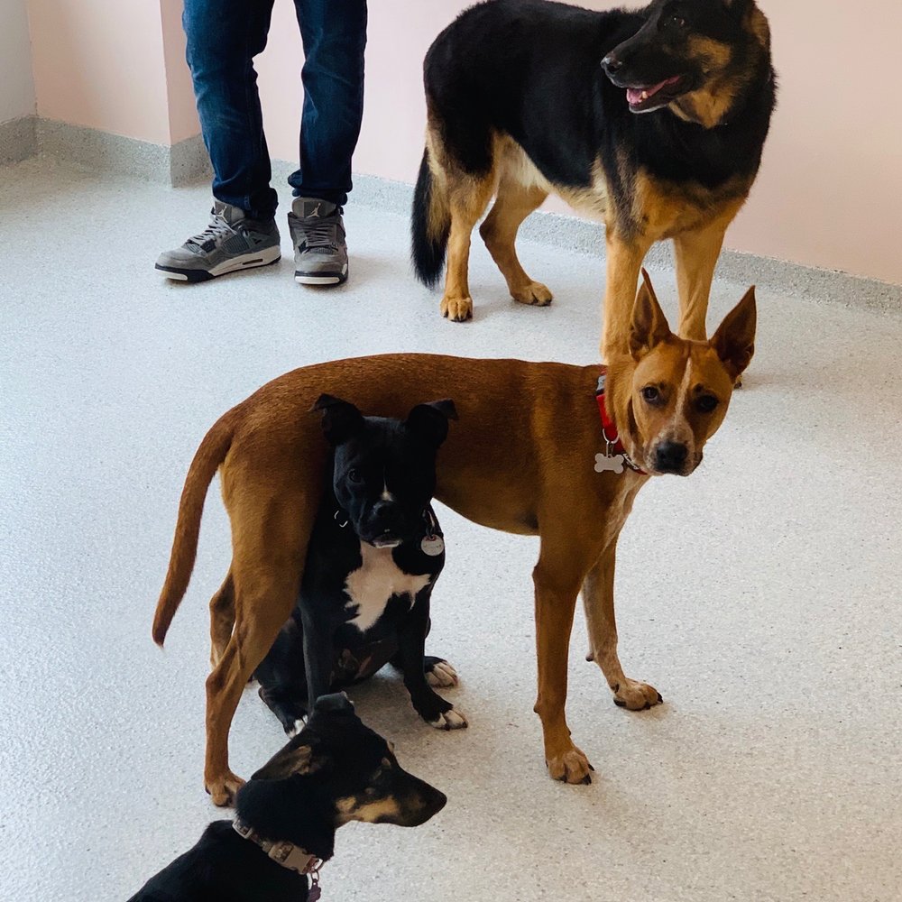 Brody hanging out with his pals!