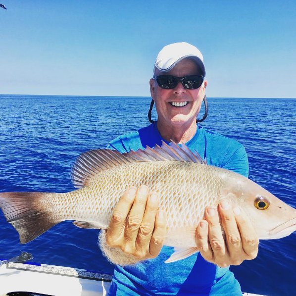 Mangrove Snapper