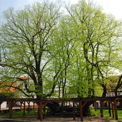 Gasthof Zur Linde