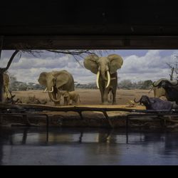 Natural History Museum Of Los Angeles County - Elephants roam the African Mammal Hall