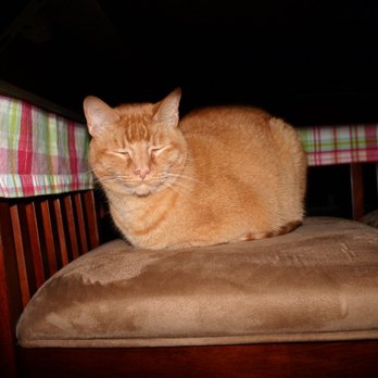 Compassion 4 Paws - Pet Hospice Near Me