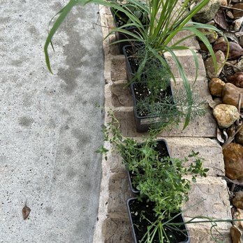 Plant Spot - Lemon grass. Roma tomato. Lemon thyme. Onion chives. Dill. Very healthy herbs and tomato! - Nurseries & Gardening Near Me - Montgomery, Texas Plant Spot - Lemon grass. Roma tomato. Lemon thyme. Onion chives. Dill. Very healthy herbs and tomato! - Nurseries & Gardening Near Me - Montgomery, Texas
