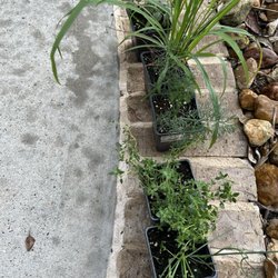 Plant Spot - Lemon grass. Roma tomato. Lemon thyme. Onion chives. Dill. Very healthy herbs and tomato!