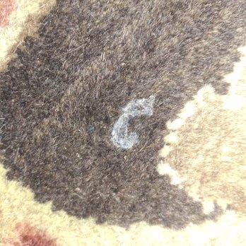 All American Carpet Cleaning - Dog poop - Carpet Cleaning Near Me - Caldwell, Idaho