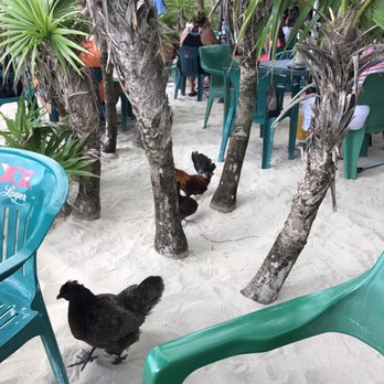 Coconuts Bar & Grill - Bars Near Me - Cozumel, ROO