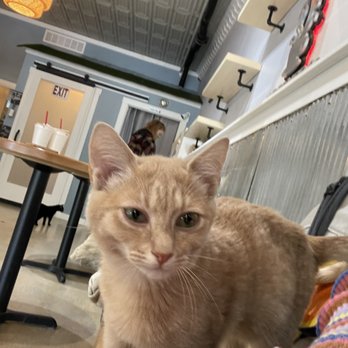 Whiskers Cat Cafe - Cat - Themed Cafes Near Me - Kansas City, Missouri Whiskers Cat Cafe - Cat - Themed Cafes Near Me - Kansas City, Missouri