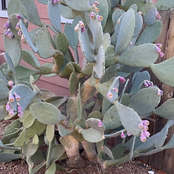 Alpine Bed and Breakfast - Bed & Breakfast Near Me - Alpine, Texas Alpine Bed and Breakfast - Bed & Breakfast Near Me - Alpine, Texas