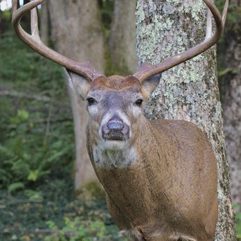 Peak Rut - Taxidermy Near Me - Smithville Flats, New York
