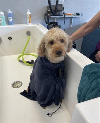 Self Serve Dog Wash & Grooming - Self Serve Dog Wash & Grooming