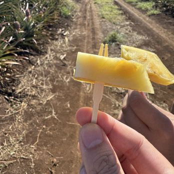 Maui Pineapple Tour - Tours Near Me - Makawao, Hawaii
