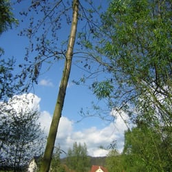 Cafe am Grün