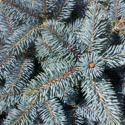 Forest Hills Nurseries - Blue Globe Spruce