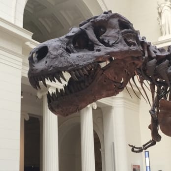Field Museum - Museums Near Me - Chicago, Illinois Field Museum - Museums Near Me - Chicago, Illinois