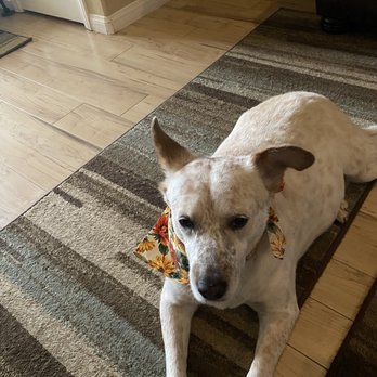 Wet Nose Grooming - This is Bella a rescue. She has an immune disorder. But fine now with meds. She is funny! - Pet Groomers Near Me