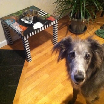 Urban Soule - Spoiled dog eats off Urban Soule's awesome table - Arts & Crafts Near Me - Seattle, Washington