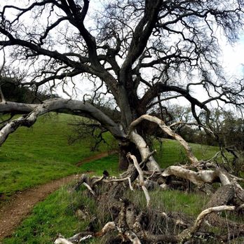 Pleasanton Ridge Regional Park - Crumbling Oak - Parks Near Me - Pleasanton, California