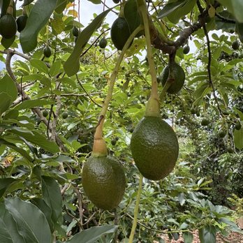 Frankie's Nursery - they have avocado trees that have multiple different grafts on them - Nurseries & Gardening Near Me - Waimanalo, Hawaii