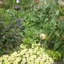 Photo of Celedon Gardens