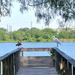 A great Egret chats with some black bellied whistling ducks