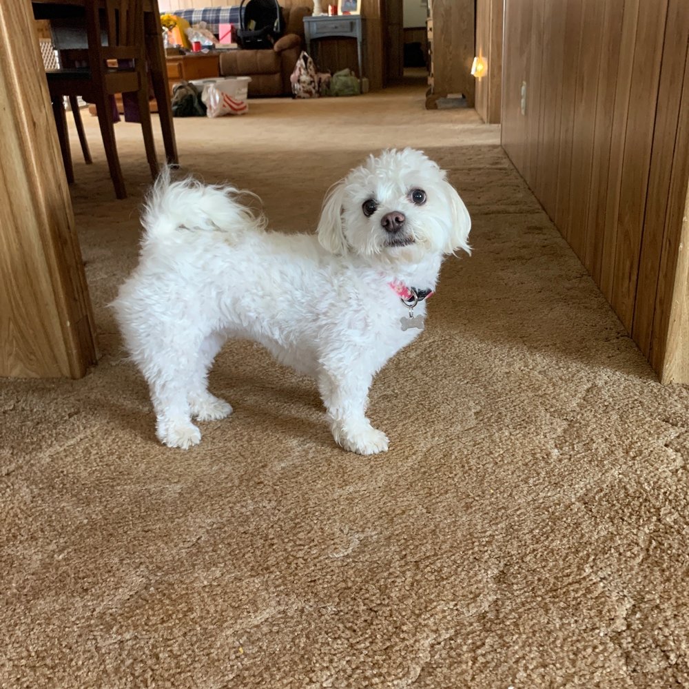 Purrfectly Pampered Paws - Pet Groomers Near Me - Lancaster, California Purrfectly Pampered Paws - Pet Groomers Near Me - Lancaster, California