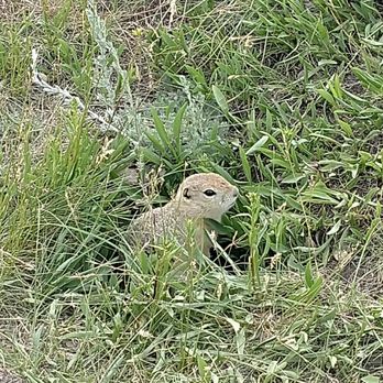 Lodgepole Gallery & Tipi Village - Little prairie dog/ground squirrel that leave you alone if you don't bring food into your tipi - Hotels Near Me - Browning, Montana Lodgepole Gallery & Tipi Village - Little prairie dog/ground squirrel that leave you alone if you don't bring food into your tipi - Hotels Near Me - Browning, Montana