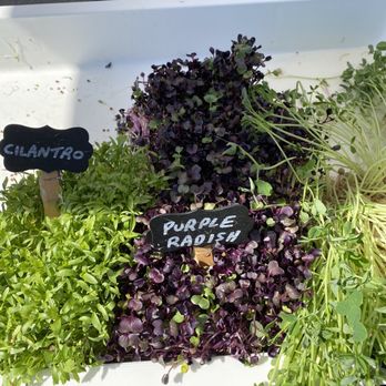 Metro Microgreens - Micro greens - Specialty Food Near Me Metro Microgreens - Micro greens - Specialty Food Near Me