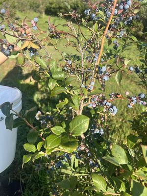 Mercer Slough Blueberry Farm by null