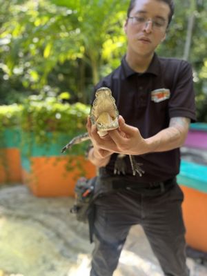 Croco Cun Zoo by null