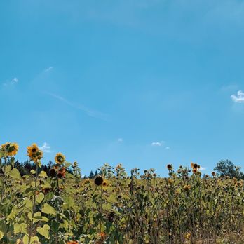 Lee Farms - Christmas Trees Near Me - Tualatin, Oregon Lee Farms - Christmas Trees Near Me - Tualatin, Oregon