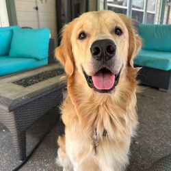 Gold Ribbon Rescue
