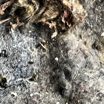 Prime Storage - Rotting rodent carcass - Self Storage Near Me - Lindenwold, New Jersey