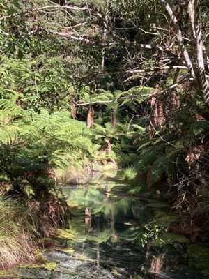 Redwoods – Whakarewarewa Forest by null