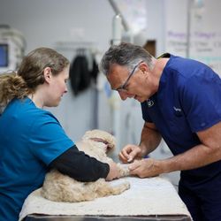 Country Veterinary Service