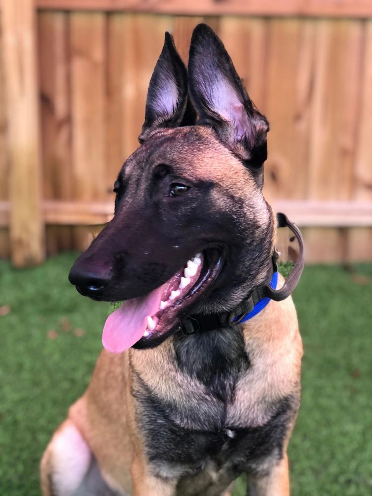 VETTED K9 21 Photos 339 S Woodland Blvd, DeLand, Florida Pet Training Phone Number Yelp