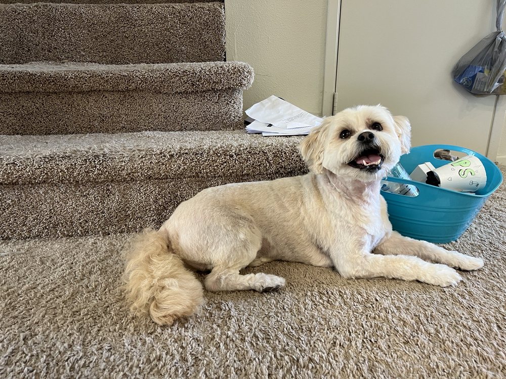 Pet Groomers In Yuma Arizona at Elizabeth Knudson blog