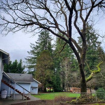 PNW Treelancers - Triming after - Tree Services Near Me - Shelton, Washington PNW Treelancers - Triming after - Tree Services Near Me - Shelton, Washington