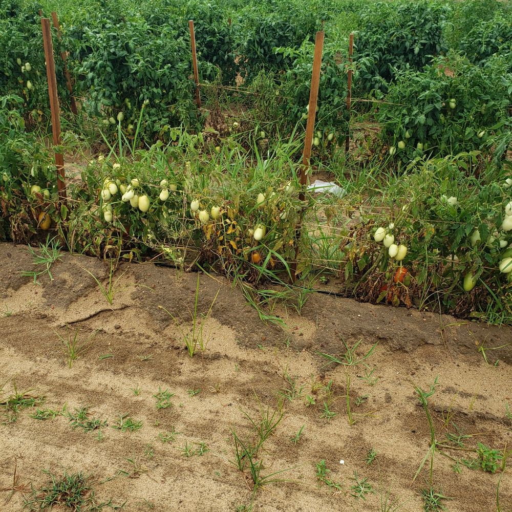 Aplin Farms - Tomatoes on the way - Pick Your Own Farms Near Me - Dothan, Alabama