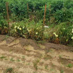 Aplin Farms - Tomatoes on the way